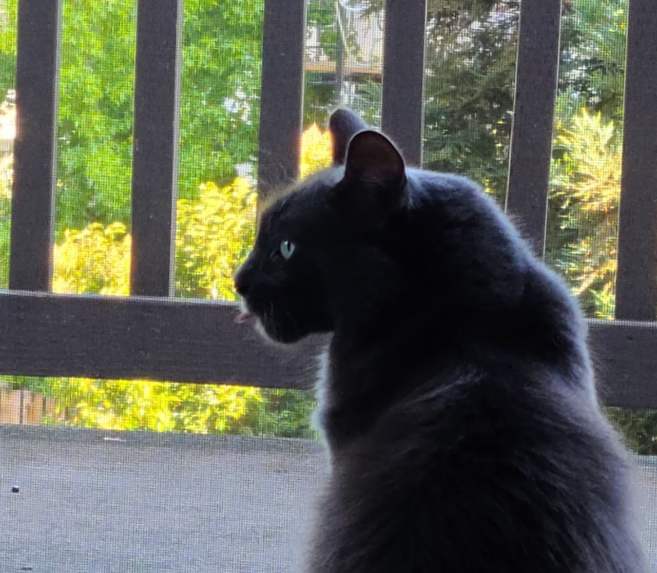 A chunky furry grey and blue cat looks to the left with his tongue sticking out. Behind him is a patio with brown slats, which show green trees in the background. 